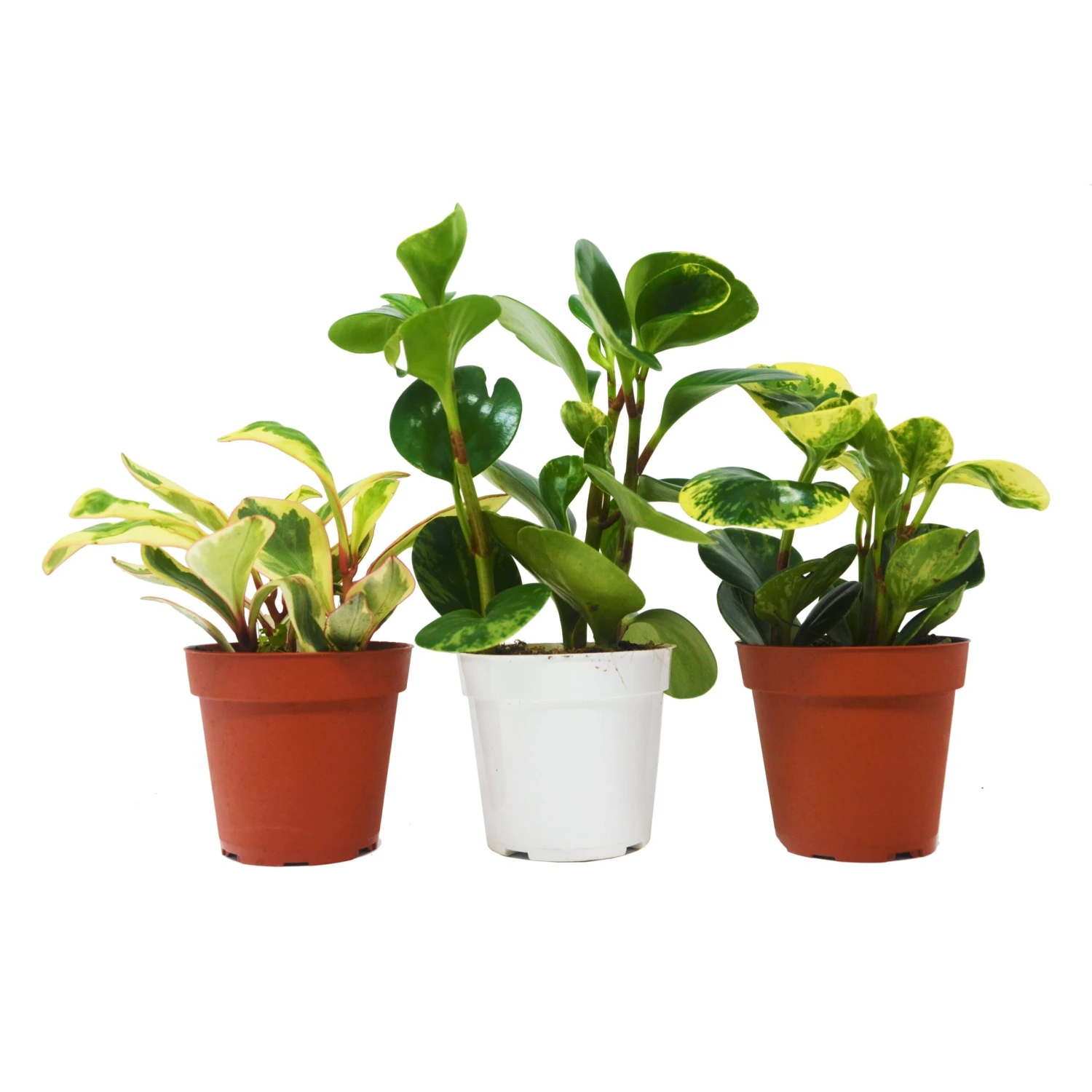 3 Different Peperomia Plants In 4" Pots - Baby Rubber Plants 1 3 Different Peperomia Plants In 4" Pots - Baby Rubber Plants