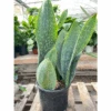 Snake Plant 'Mason Congo' - 10" Pot