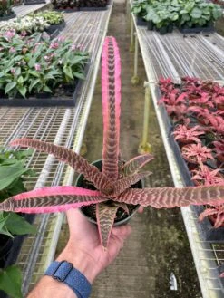 Cryptanthus 'Elaine' -House Plant Shop 070442bb a5d2 4499 b69f 112f8870cf6e