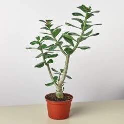 Succulent Adenium Obesum 'Desert Rose' -House Plant Shop 1 Adenium Desert Rose 6