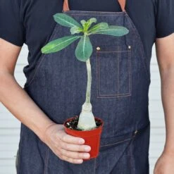 Succulent Adenium Obesum 'Desert Rose' -House Plant Shop 1 Adenuim DesertPalm HOLD 4