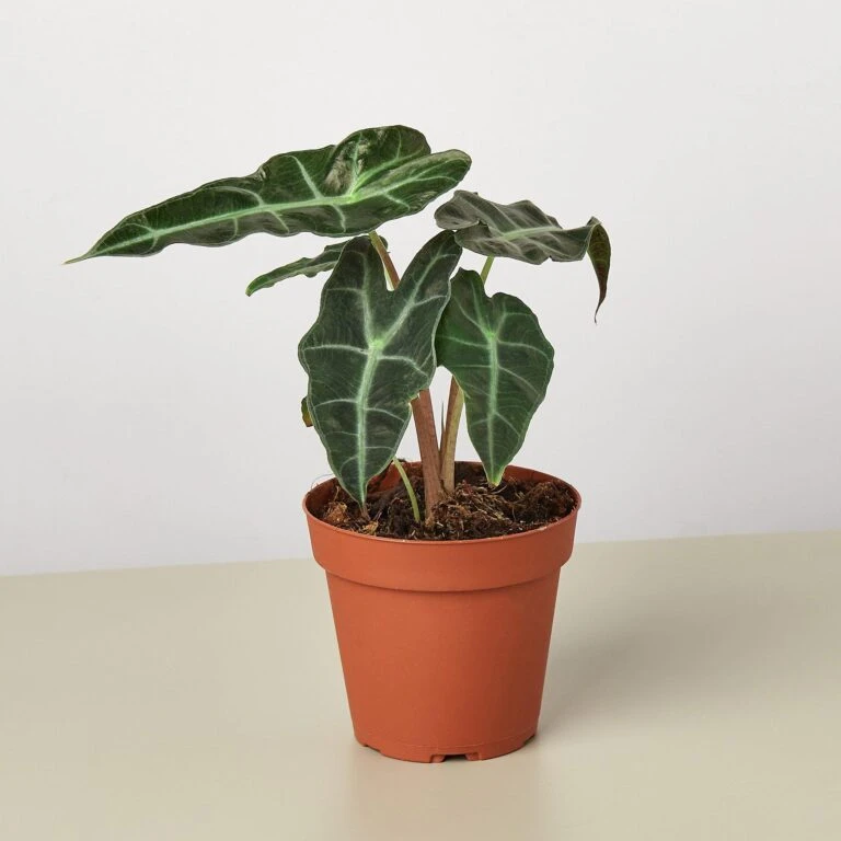 House Plant Shop -House Plant Shop 1 Alocasia AfricanMask 4 768x768 1