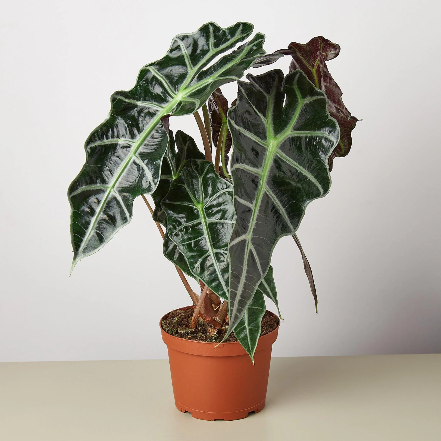 House Plant Shop -House Plant Shop 1 Alocasia AfricanMask 6 1