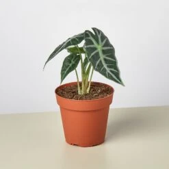 Alocasia Amazonica 'Bambino' - 4" Pot