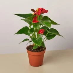 Anthurium 'Red' -House Plant Shop 1 Anthurium Red 4MAIN
