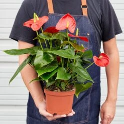 Anthurium 'Red' -House Plant Shop 1 Anthurium Red 6 HOLD