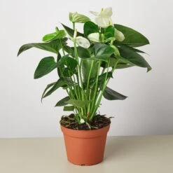 Anthurium 'White' -House Plant Shop 1 Anthurium White 6