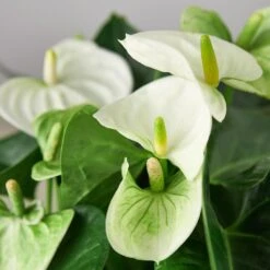 Anthurium 'White' -House Plant Shop 1 Anthurium White 6 DETAIL