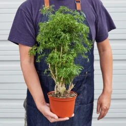 Aralia 'Ming Stump Plant' -House Plant Shop 1 Aralia Mingstump 6 22HOLD