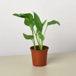 White Bird Of Paradise 'Strelitzia Nicolai' -House Plant Shop 1 BirdofParadise 4