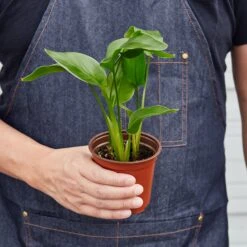 White Bird Of Paradise 'Strelitzia Nicolai' -House Plant Shop 1 BirdofParadise HOLD 4