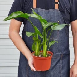 White Bird Of Paradise 'Strelitzia Nicolai' -House Plant Shop 1 BirdofParadise HOLD 6