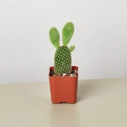 Cactus Variety - 2" Pot -House Plant Shop 1 Cactus PlantA 2