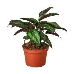 Calathea 'Beauty Star' - 4" Pot - NURSERY POT ONLY -House Plant Shop 1 Calathea BeautyStar 6 dc2e34df b852 4252 8a02 e389e5de2d18