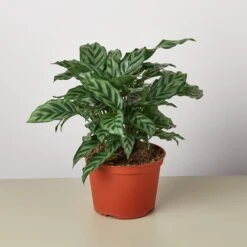 Calathea Concinna 'Freddie' 6 Calathea Concinna 'Freddie' -House Plant Shop 1 Calathea Freddie 6