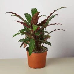 Calathea Rufibarba 'Furry Feather' 8 Calathea Rufibarba 'Furry Feather' -House Plant Shop 1 Calathea FurryFeather 6