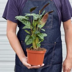 Calathea 'Grey Star' 7 Calathea 'Grey Star' -House Plant Shop 1 Calathea GreyStar 6 18HOLD