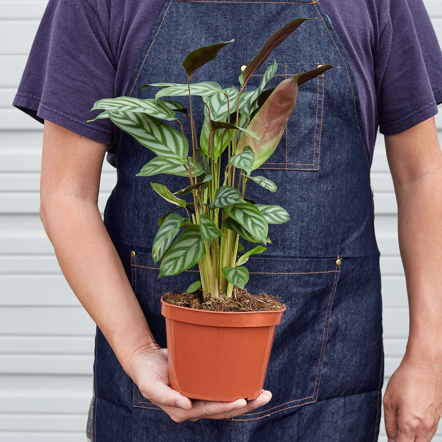 Calathea 'Grey Star' 3 Calathea 'Grey Star' - Image 3