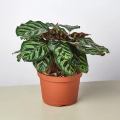 Calathea 'Makoyana' -House Plant Shop 1 Calathea Makoyana 6