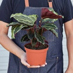 Calathea Roseopicta 'Medallion' 15 Calathea Roseopicta 'Medallion' -House Plant Shop 1 Calathea Medallion HOLD 6