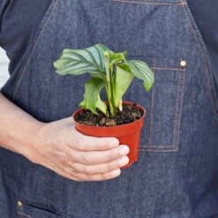 Calathea 'Orbifolia' -House Plant Shop 1 Calathea Orbifolia HOLD 4