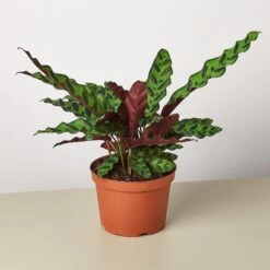 Calathea Lancifolia 'Rattlesnake' -House Plant Shop 1 Calathea Rattlesnake 6
