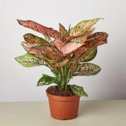 Chinese Evergreen 'Lady Valentine' -House Plant Shop 1 ChineseEvergreen LadyVal 6