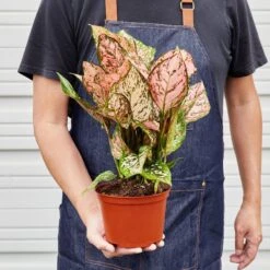 Chinese Evergreen 'Lady Valentine' -House Plant Shop 1 ChineseEvergreen LadyVal 6 HOLD