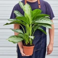 Chinese Evergreen 'Silver Bay' -House Plant Shop 1 ChineseEvergreen SilverBay 6 19HOLD
