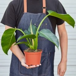 Philodendron 'Congo Green' -House Plant Shop 1 CongoGreen HOLD 6
