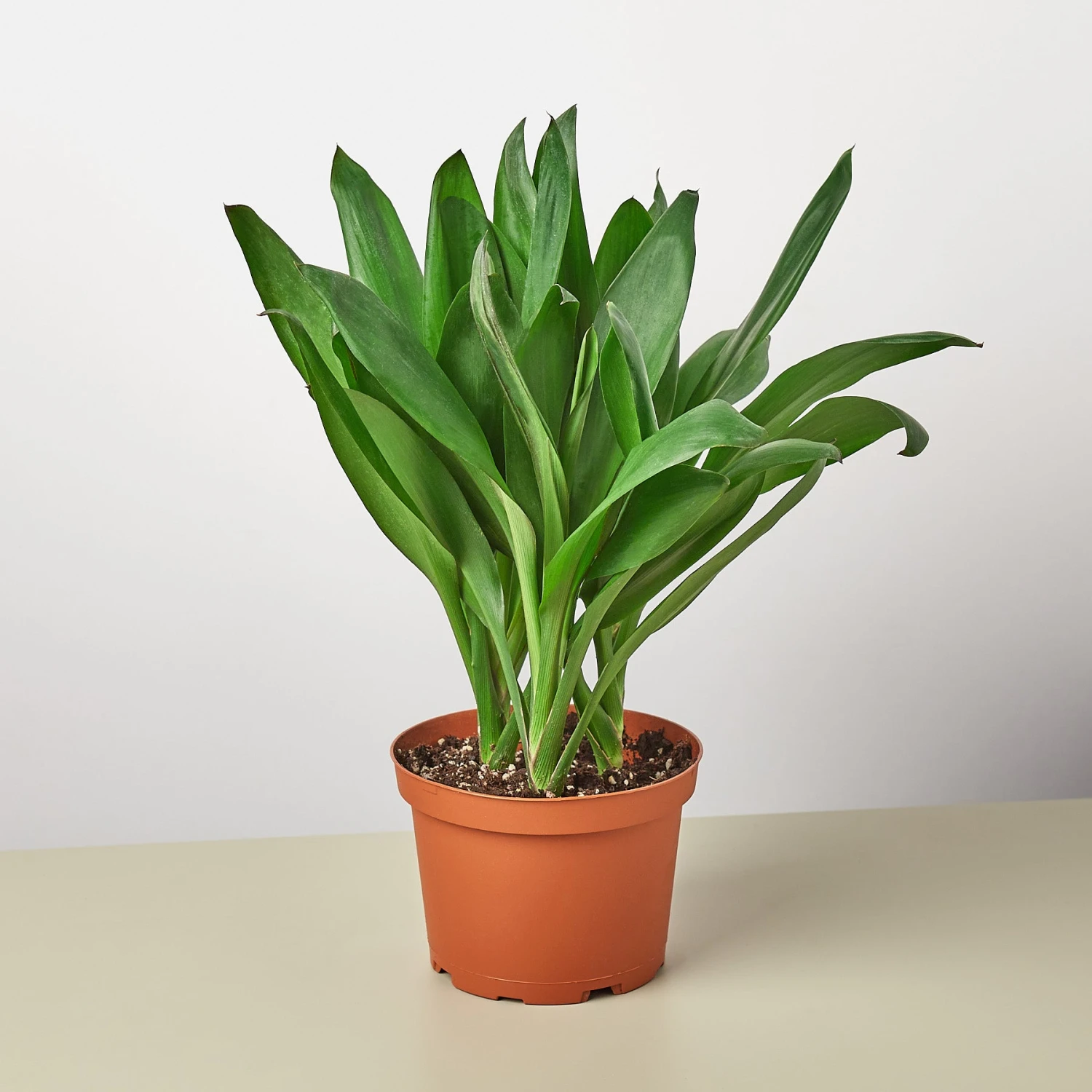 Cordyline Glauca 1 Cordyline Glauca