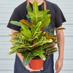 Croton 'Oakleaf' -House Plant Shop 1 Croton OakLeaf HOLD 6