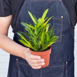 Croton 'Sunny Star' 5 Croton 'Sunny Star' -House Plant Shop 1 Croton SunnyStar 4HOLD