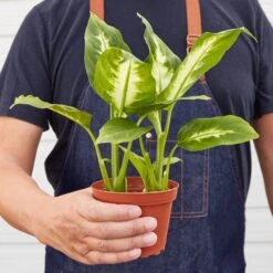 Dieffenbachia Camille -House Plant Shop 1 Dieffenbachia Camille 4HOLD