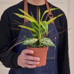 Dracaena 'Combo' -House Plant Shop 1 Dracaena Combo 4HOLD