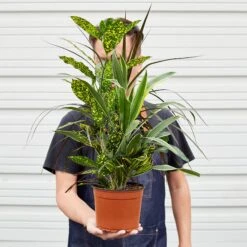 Dracaena 'Combo' -House Plant Shop 1 Dracaena Combo 6 HOLD