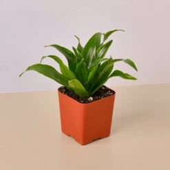 3" Tropical Plant Variety Bundle -House Plant Shop 1 Dracaena JanetCraig 2MAIN c84d11fd cfb3 4b26 9851 2892c0154636