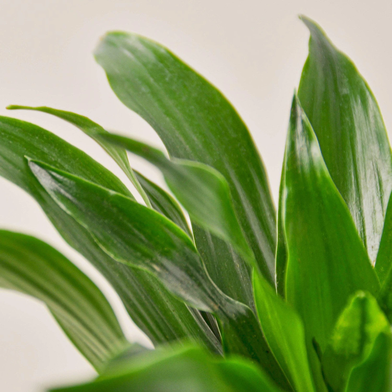 Dracaena 'Janet Craig' 2 Dracaena 'Janet Craig' - Image 2