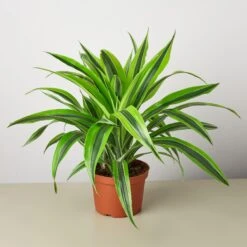 Dracaena Deremensis 'Lemon Lime' -House Plant Shop 1 Dracaena LemonLime 6