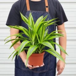 Dracaena Deremensis 'Lemon Lime' -House Plant Shop 1 Dracaena LemonLime 6 HOLD