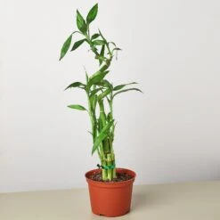 Dracaena 'Lucky Bamboo' 9 Dracaena 'Lucky Bamboo' -House Plant Shop 1 Dracaena LuckyBamboo 6