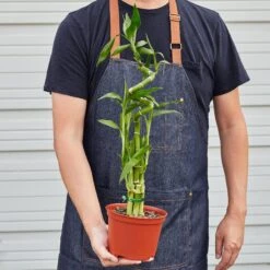 Dracaena 'Lucky Bamboo' 10 Dracaena 'Lucky Bamboo' -House Plant Shop 1 Dracaena LuckyBamboo HOLD 6