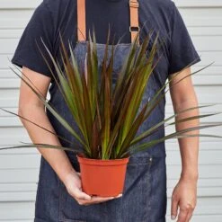 Dracaena 'Marginata Magenta' -House Plant Shop 1 Dracaena MagentaTips HOLD 6