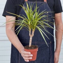 Dracaena Marginata 'Sunshine' -House Plant Shop 1 Dracaena MarginataSunray 4HOLD