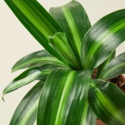 House Plant Shop -House Plant Shop 1 Dracaena Massangeana DETAIL 4