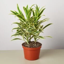 Dracaena Song Of India -House Plant Shop 1 Dracaena SongOfIndia 6