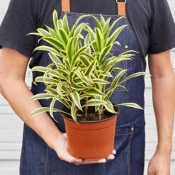 Dracaena Song Of India -House Plant Shop 1 Dracaena SongOfIndia 6 HOLD