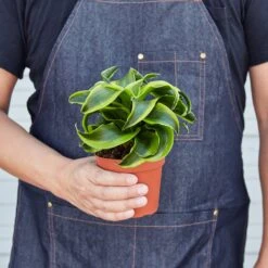 Dracaena 'Tornado' -House Plant Shop 1 Dracaena Tornado HOLD 4