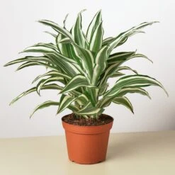 Dracaena Warneckii 'White Jewel' -House Plant Shop 1 Dracaena WhiteJewel 6