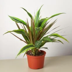 Dracaena 'Combo' -House Plant Shop 1 Draceana Combo 6alt
